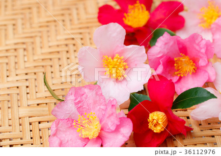 山茶花いろいろ 山茶花いろいろ 36112976