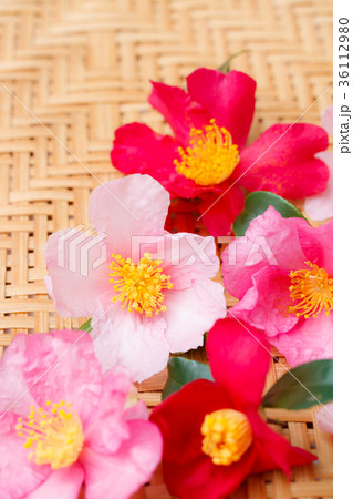 山茶花いろいろ 36112980