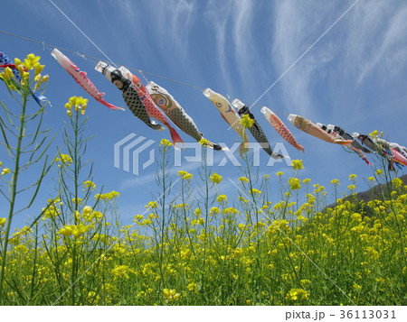 鯉のぼり 鯉のぼり 36113031