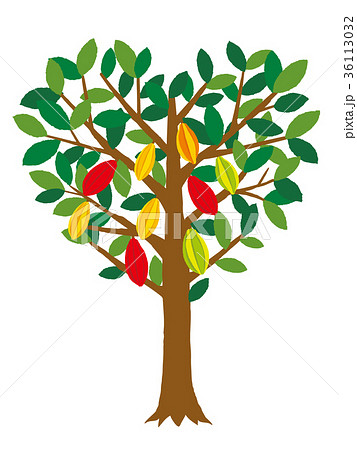 バレンタイン ハートのカカオの木 バレンタイン ハートのカカオの木 36113032