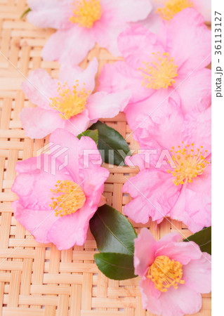 山茶花・淡紅色二種 山茶花・淡紅色二種 36113127