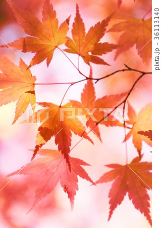 紅葉 36113140