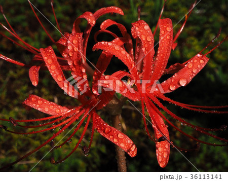 ヒガンバナ ヒガンバナ 36113141