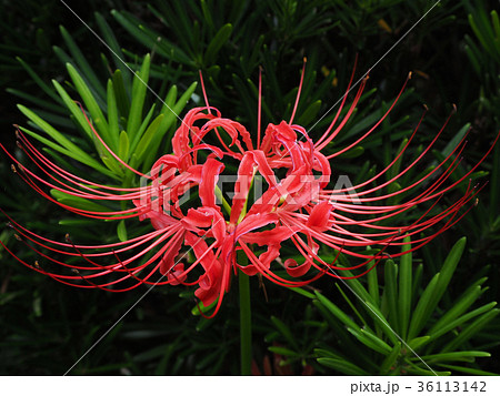 ヒガンバナとラカンマキ ヒガンバナとラカンマキ 36113142