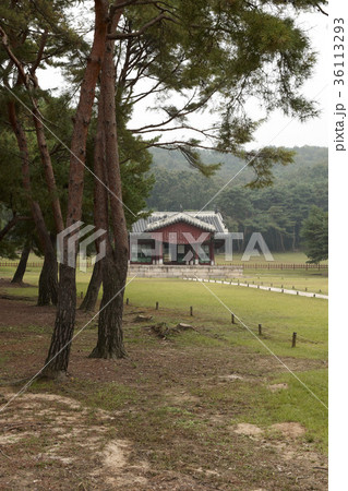木 松 風景 36113293