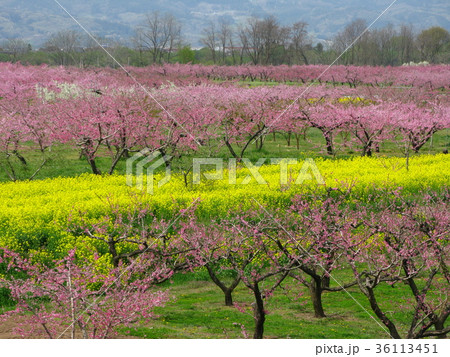 桃の花 36113451