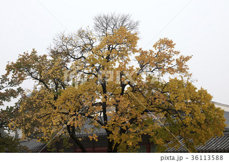 秋 黄色 イエロー 36113588