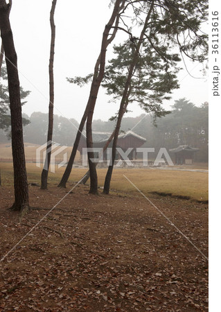 木 建築 京畿道 36113616