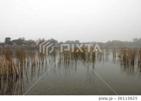 草 風景 湖 36113625