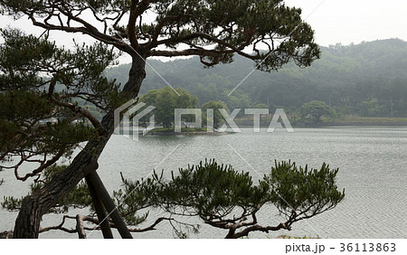 枝 木 松 36113863