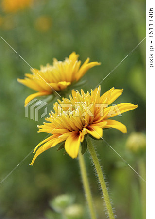 花 黄色 イエロー 36113906