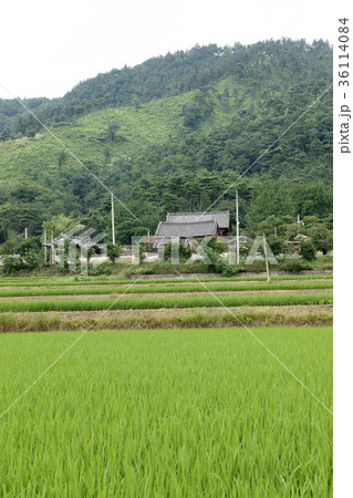 田畑 山 住宅 36114084