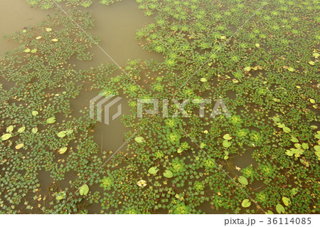 池 葉 緑 36114085