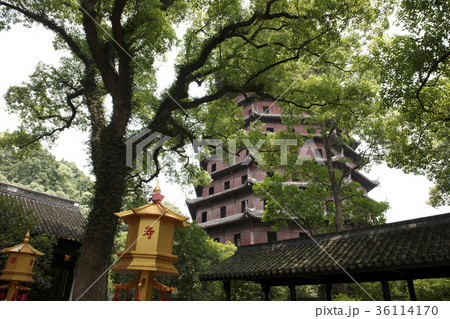 木 トップ タワー 36114170