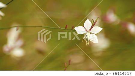 花 アカバナ 植物 36114517