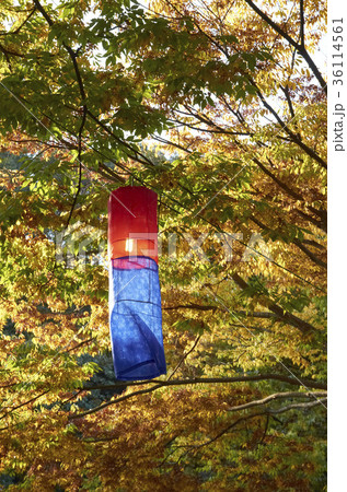 紅葉 秋 枝 36114561