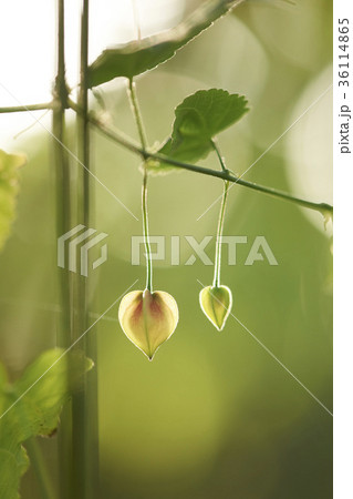 花 植物 アブチルロン 36114865