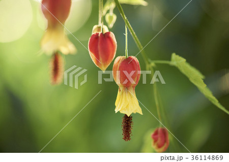 花 赤 植物 36114869