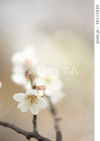 枝 花 梅 36115630