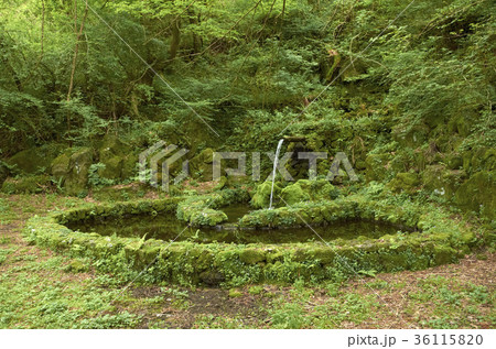 木 風景 緑 36115820