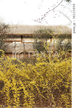 レンギョウ 花 建築 36115950