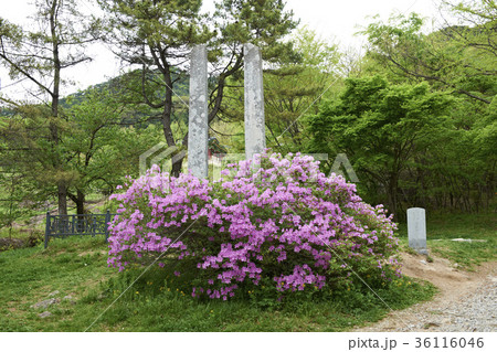 木 建築 慶北 36116046