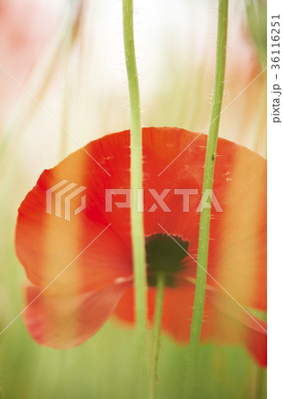 花 植物 ケシ 36116251