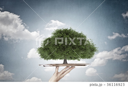 Green life on tray Green life on tray 36116923