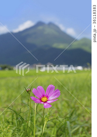 コスモスと由布岳 コスモスと由布岳 36118383