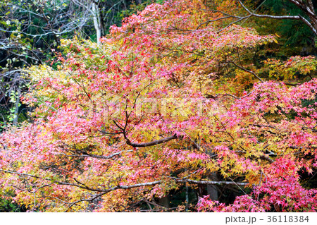紅葉 36118384