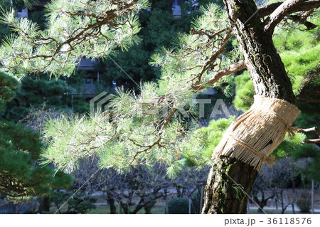 こも巻き 36118576