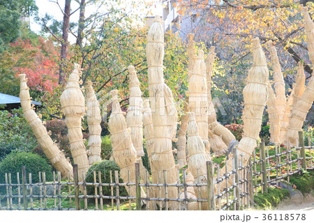 こも巻き こも巻き 36118578