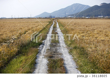 秋 田畑 道 36118605