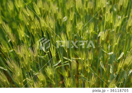稲 米 クローズアップ 36118705