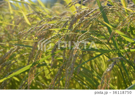 実るほど頭を垂れる稲穂かな(佐渡島/新潟県) 実るほど頭を垂れる稲穂かな(佐渡島/新潟県) 36118750