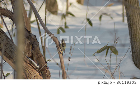 雪と鳥（コゲラ） 36119305