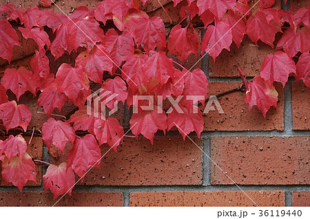 蔦紅葉 36119440