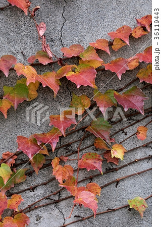 蔦紅葉 36119443