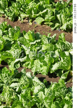 野菜畑 野菜畑 36119786