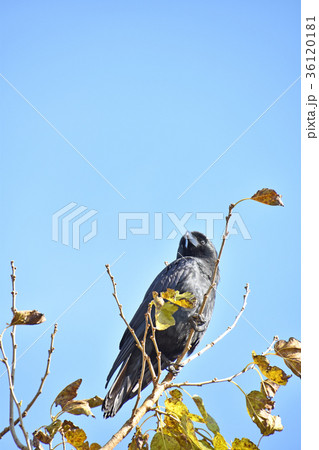 ハシブトガラス 36120181