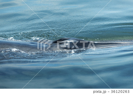 Bryde's whale in Thailand Ocean 36120263