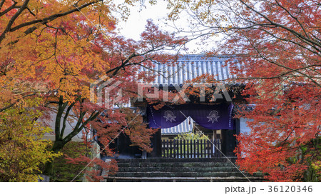 曼殊院の紅葉 36120346