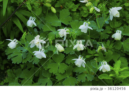 オダマキ 36120456