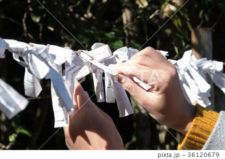 おみくじを結ぶ手 36120679