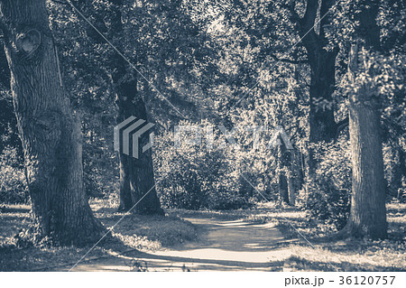 Old vintage photo. Forest park leaves road trees Old vintage photo. Forest park leaves road trees 36120757