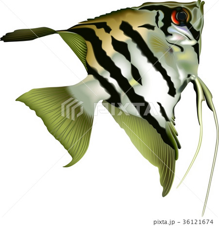Aquarium Fish 36121674