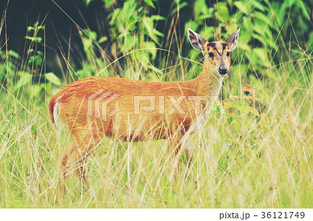 barking deer, wildlife in Khao Yai National Park barking deer, wildlife in Khao Yai National Park 36121749