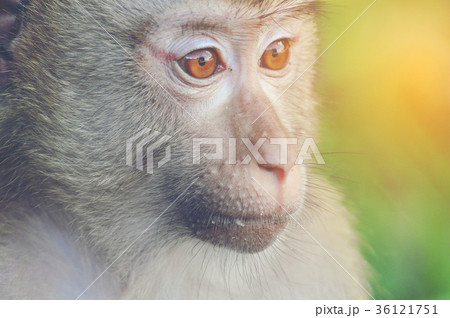 wild monkey, close-up wild monkey, close-up 36121751