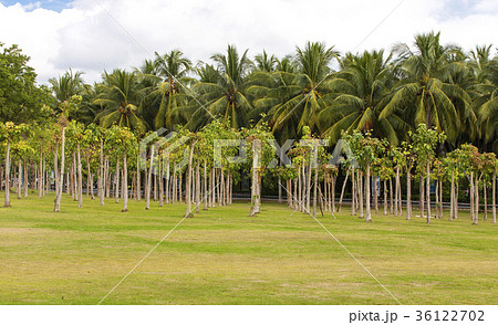 Ficus religiosa or sacred fig woods in Sanya cith Ficus religiosa or sacred fig woods in Sanya cith 36122702
