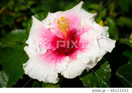 hibiscus flower closeup , blooming white hibiscus hibiscus flower closeup , blooming white hibiscus 36123331